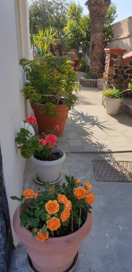 Potted flowers along our walkway